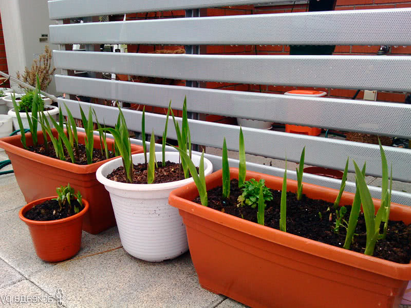 Gladioli i en container