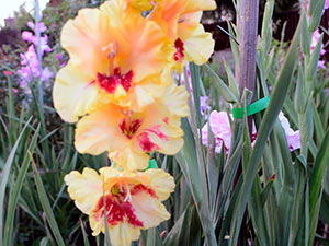 Degenerasjon av gladioler