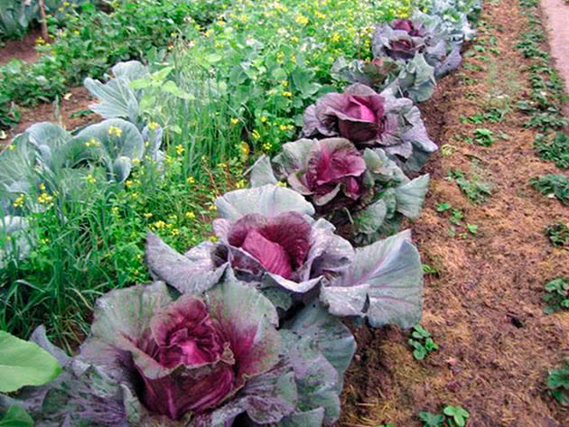 Planting og stell av rødkål