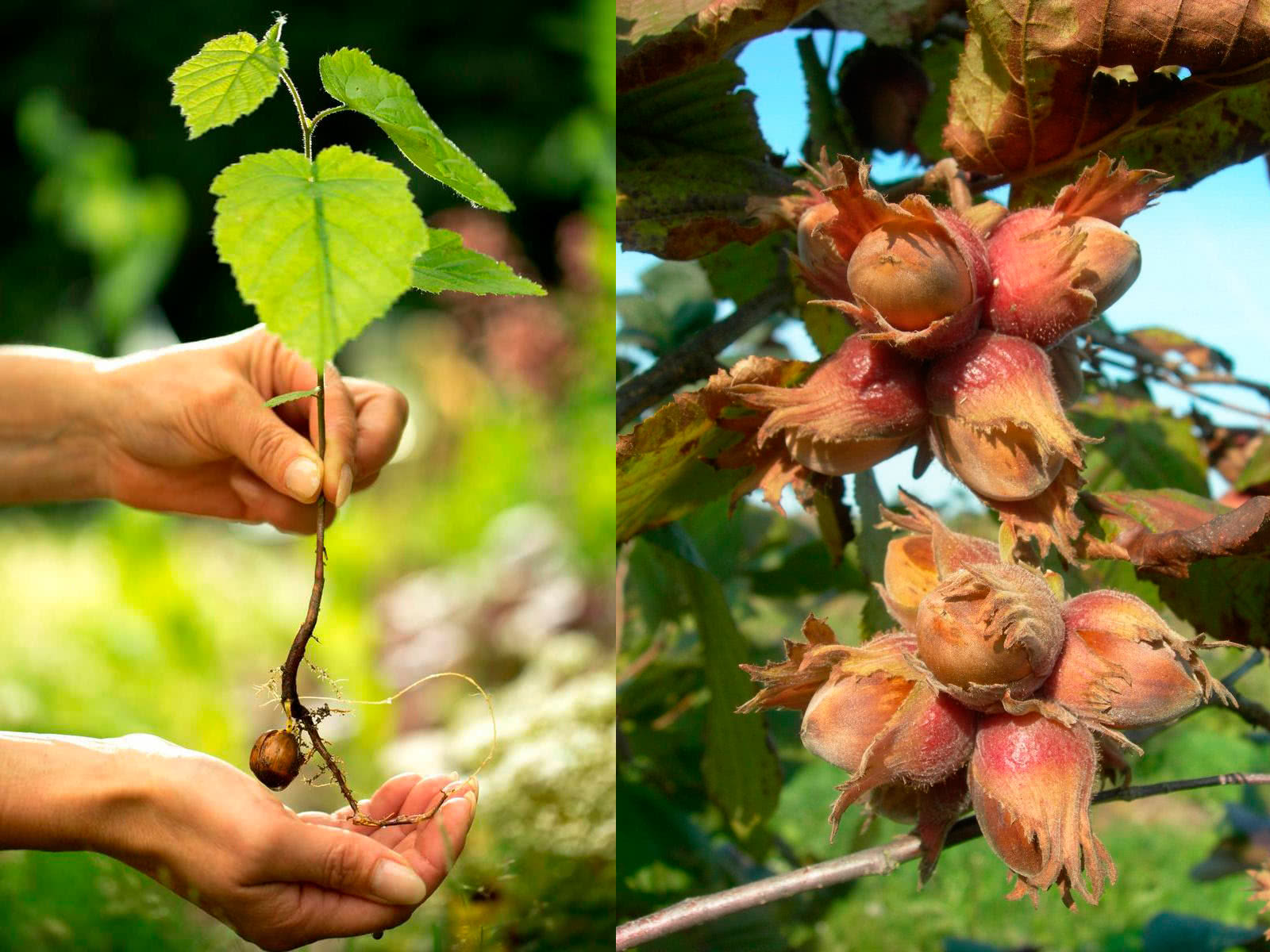 Hasselnøttplante og hasselhøsting