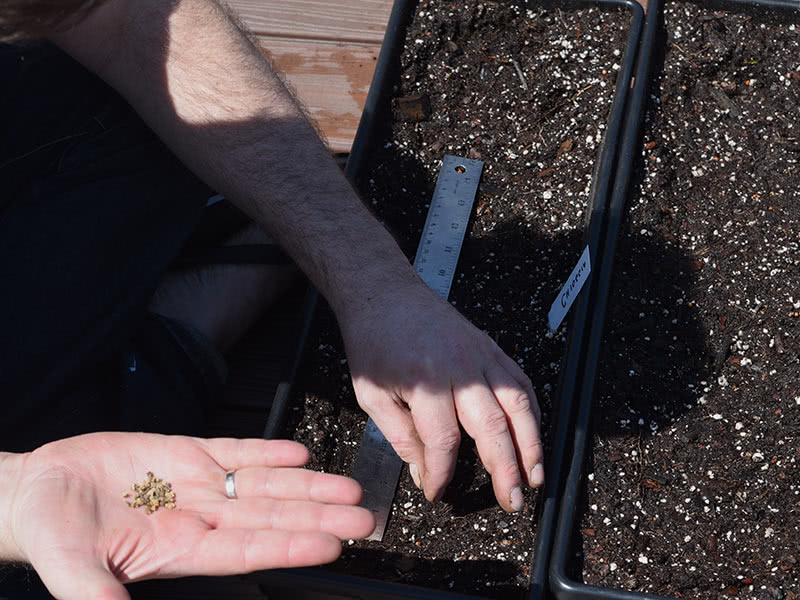 Vinterplanting av rødbeter