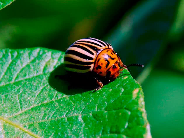 Colorado potetbille